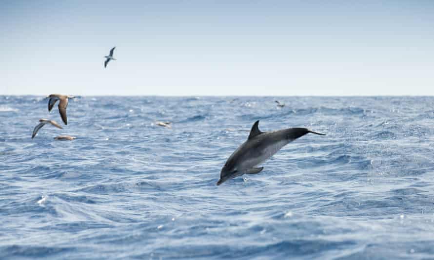 Gulls and a common dolphin off Madeira.