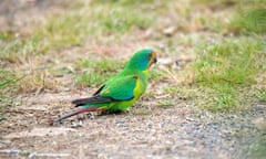 Swift parrot on Bruny Island