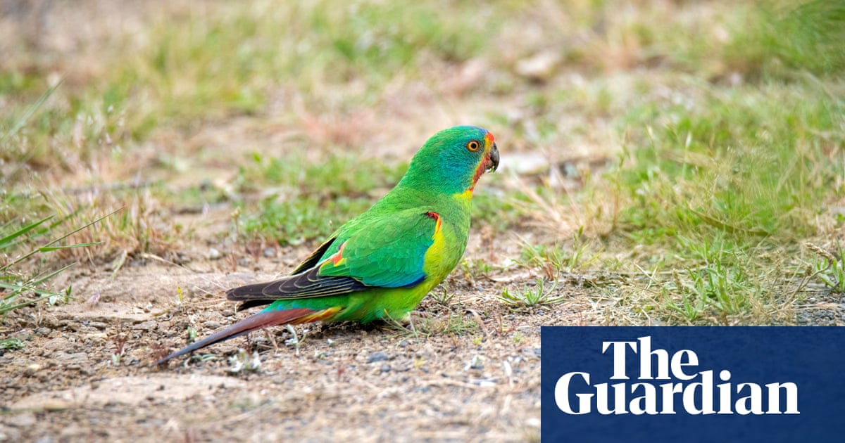 Court orders temporary halt to logging in Tasmanian forest ahead of swift parrot case | Tasmania