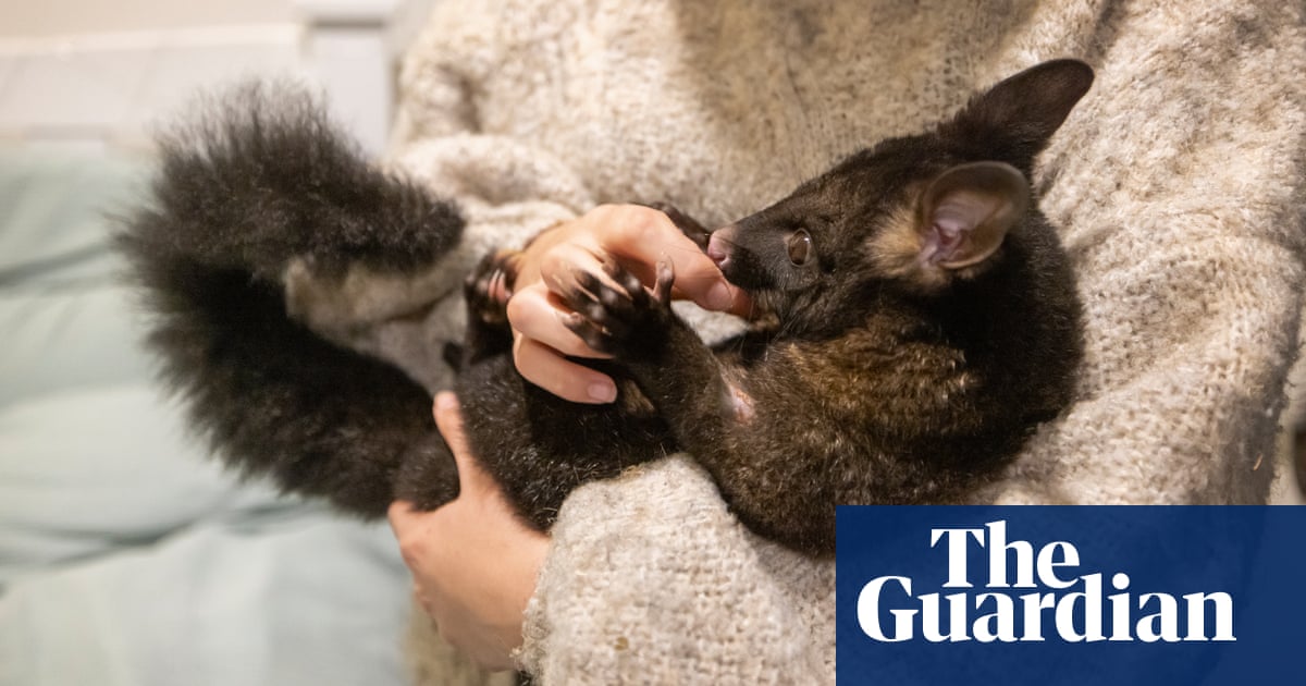 Hello possum: the New Zealanders keeping invasive marsupials as pets