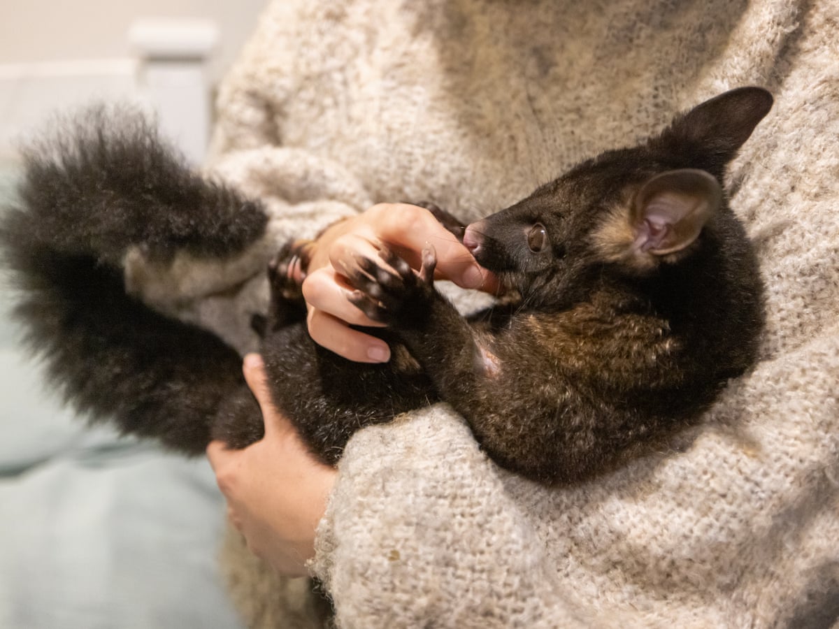 Hello possum: the New Zealanders keeping invasive marsupials as pets | New  Zealand | The Guardian