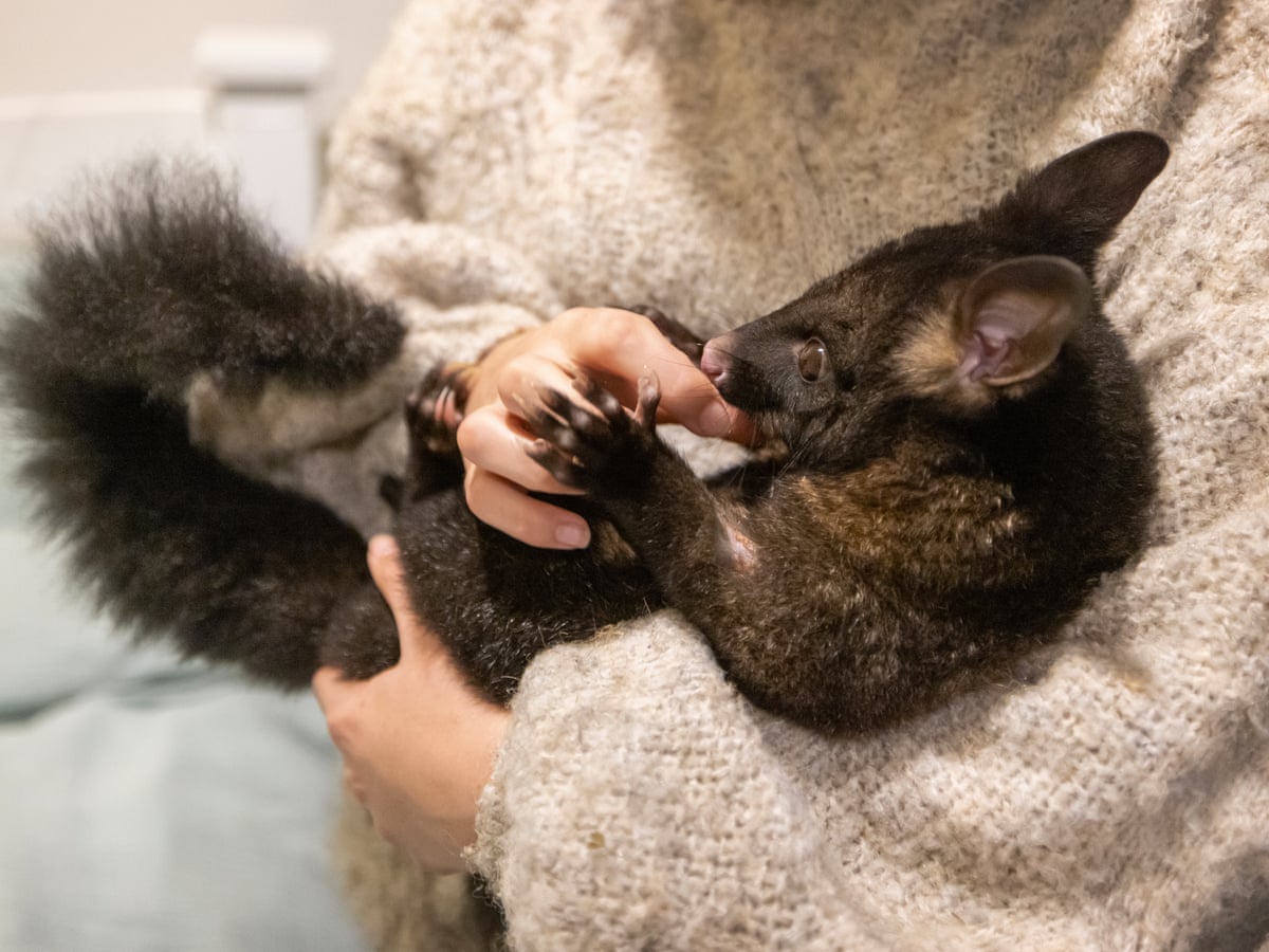 Hello possum: the New Zealanders keeping invasive marsupials as pets | New Zealand | The Guardian Hello possum: the New Zealanders keeping invasive marsupials as pets | New Zealand | The Guardian