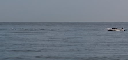 Atlantic bluefin tuna off the Devon coast