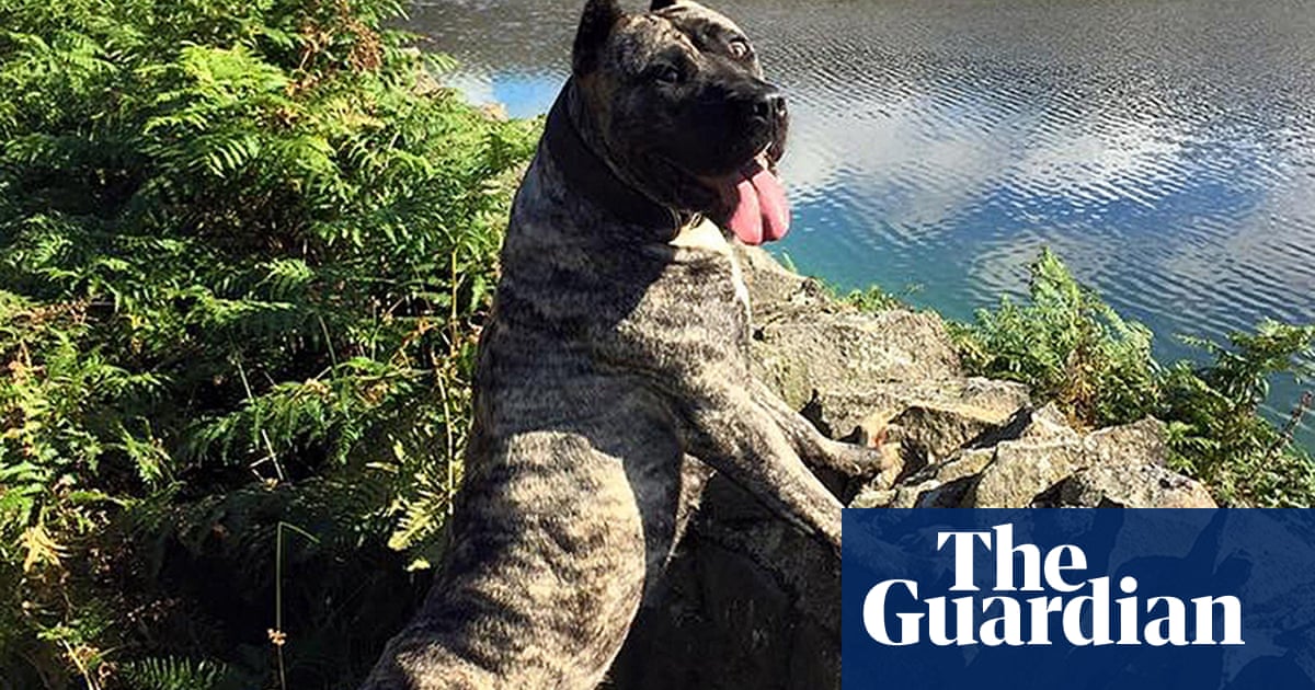 Crimewatch features killing of rarebreed dog UK news The Guardian