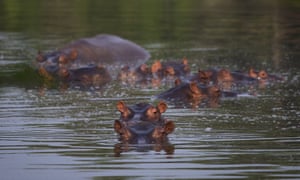Hippos submerged in a lake at the Hacienda Nápoles.