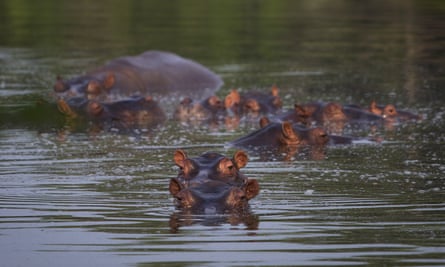 Hippos submerged in a lake at the Hacienda Nápoles.