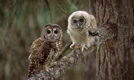 Activists take Canada’s environment minister to court in fight to save northern spotted owl