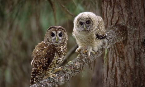 Decades of logging have wiped out much of the northern spotted owl’s habitat in British Columbia.