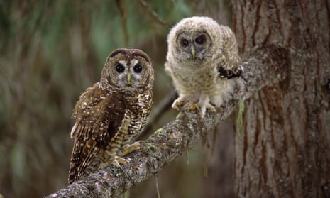 Two owls, one brown and one white, sit on a branch
