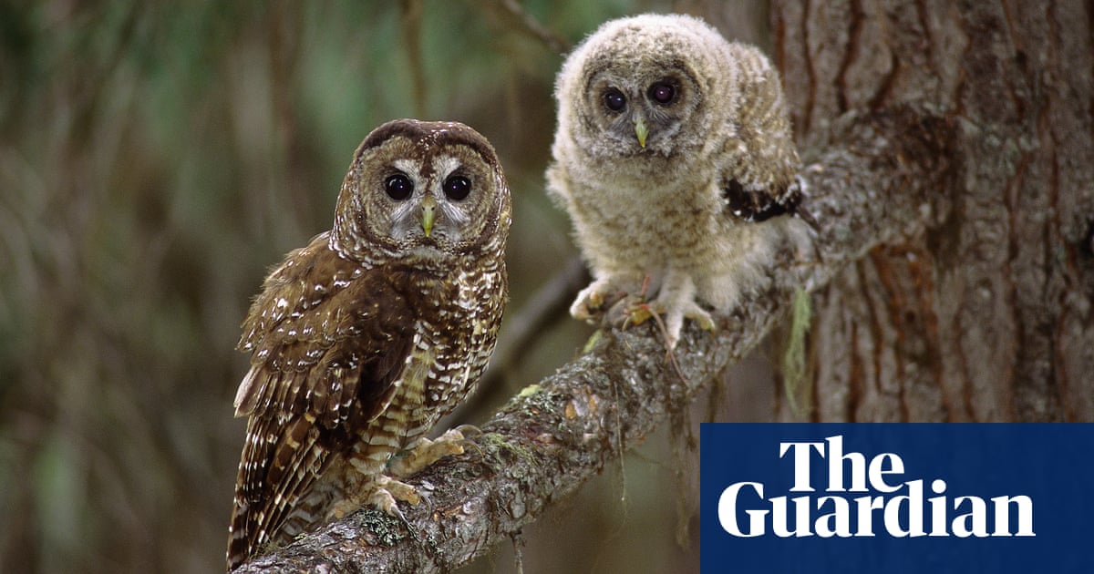 Killing owls to save owls: the US wildlife plan that sparked an ‘ethical dilemma’ | Conservation