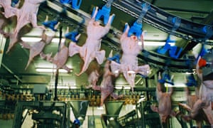  Chicken processing factory, UK