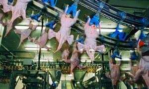 Chicken processing factory, UK