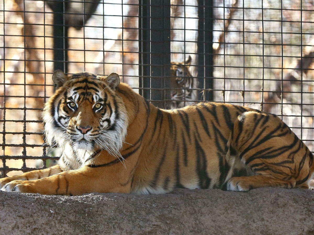 Tiger attacks and mauls zookeeper in Topeka, Kansas | Animals | The Guardian