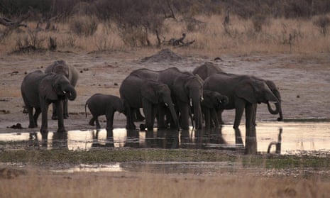 A herd of elephants gather at a water hole in Zimbabwe’s Hwange National Park