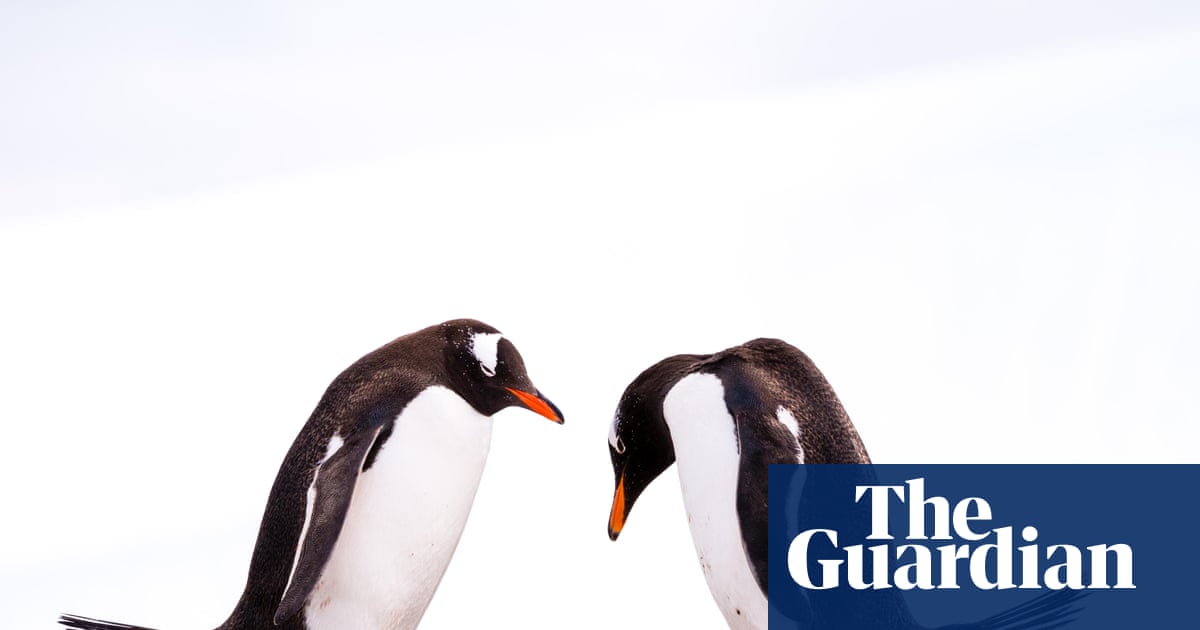 Gentoo penguins the first birds on Australian territory to contract H5N1 as bird flu spreads