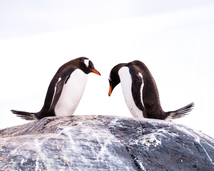 Gentoo penguins the first birds on Australian territory to contract H5N1 as bird flu spreads Gentoo penguins the first birds on Australian territory to contract H5N1 as bird flu spreads