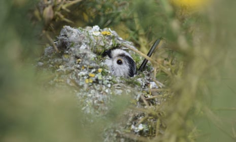 A long-tailed tit peering from its cosy, dome nest in a gorse bush on a sunny day at Pitsford reservoir.