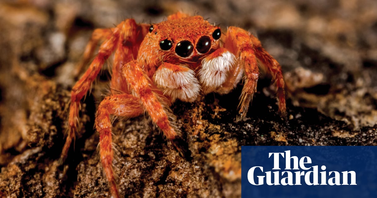 Close Encounters Of The Furred Kind Alien Butt Spider And Friends In Pictures Environment The Guardian Close Encounters Of The Furred Kind Alien Butt Spider And Friends In Pictures Environment The Guardian