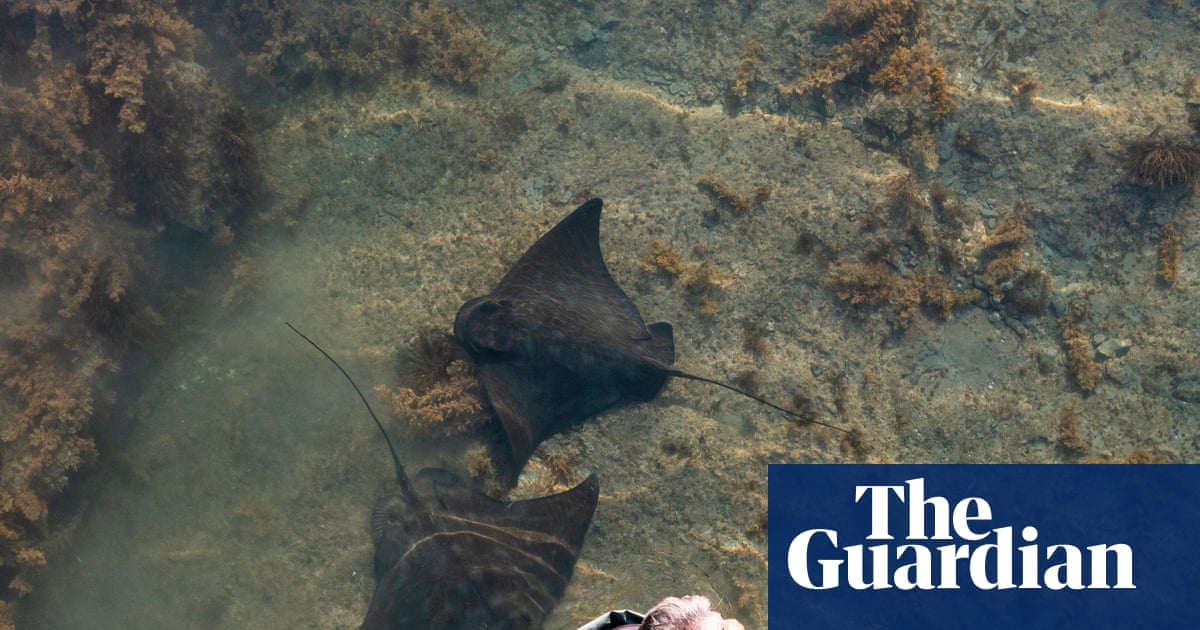 ‘Sea puppy pancakes’: what it’s like to pat a 300kg wild stingray