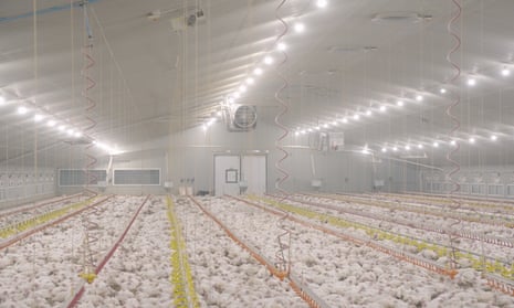 An image from VFC showing the chicken farm it says featured in KFC’s video Behind the Bucket. VFC said they found severe overcrowding at the farm.