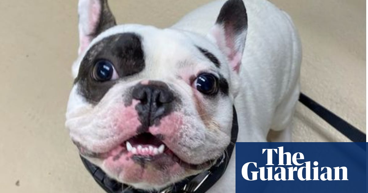 ‘Fire-breathing demon’: shelter opts for honesty in adoption ad for ‘full-jerk’ dog
