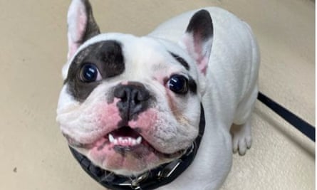 Ralphie, French bulldog