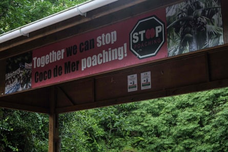 A picture shows a billboard reading: ‘Together we can stop coco de mer poaching’ near a coco de mer palm on Praslin Island. The fruit only grows wild on the Praslin and Curieuse islands in Seychelles.