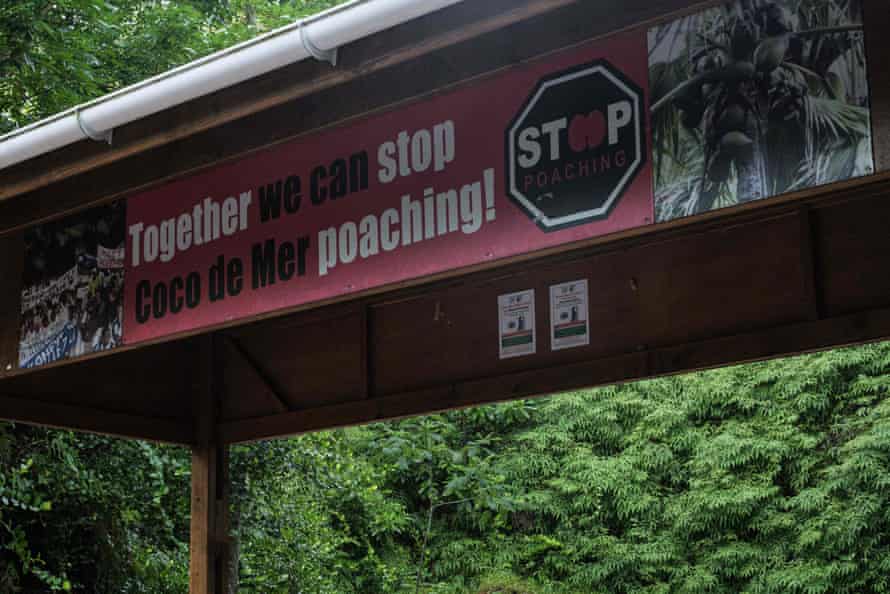 A picture shows a billboard reading: 'Together we can stop coco de mer poaching' near a coco de mer palm on Praslin Island. The fruit only grows wild on the Praslin and Curieuse islands in Seychelles.