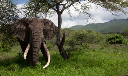An old African elephant bull with a broken tusk