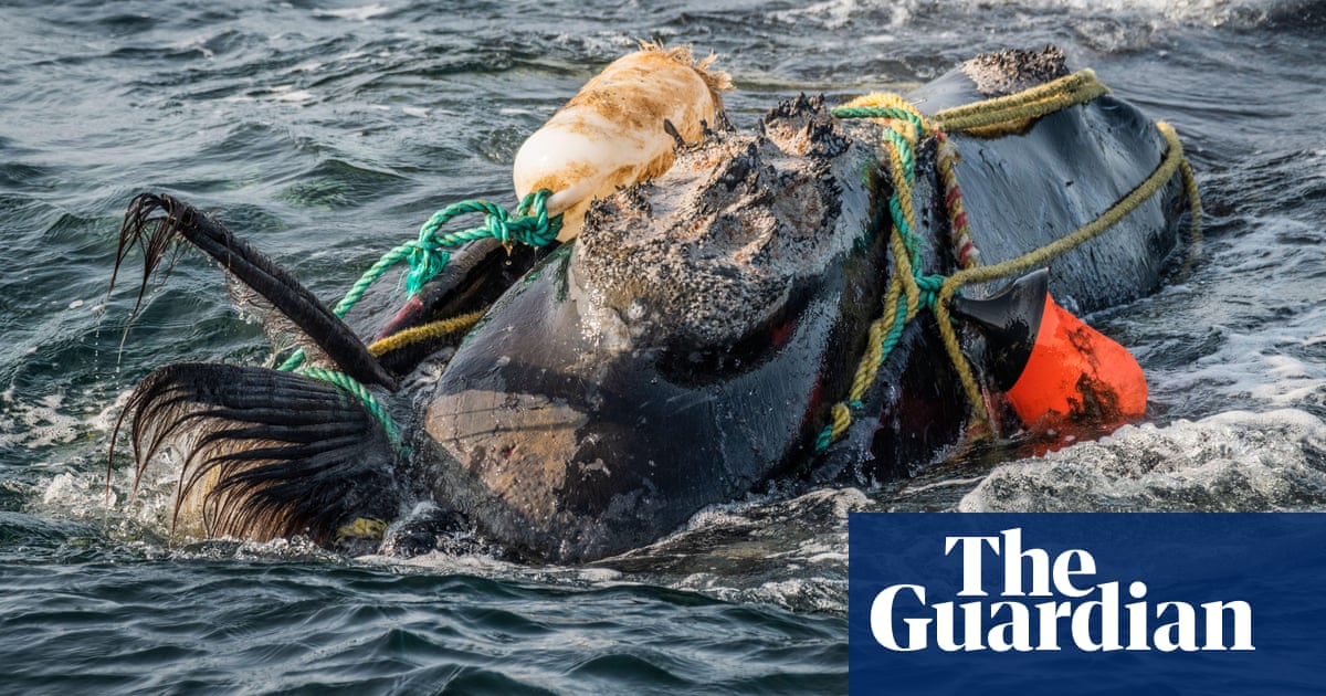 us-lobster-put-on-red-list-to-protect-endangered-north-atlantic-right-whales