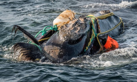 A North Atlantic right whale entangled in fishing ropes in the Gulf of St Lawrence. Severely entangled whales cannot feed and often starve to death. 
