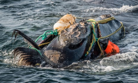 A North Atlantic right whale severely entangled in ropes and buoys. Fishing gear is a leading cause of death among whales. Only 356 of the species remain. 