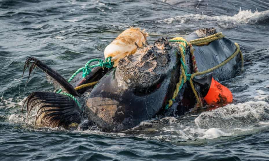 A North Atlantic right whale severely entangled in ropes and buoys. Fishing gear is a leading cause of death among whales. Only 356 of the species remain.