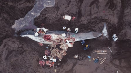 An aerial view of a beached dead whale surrounded by people dressed in white. A large chunk is cut out of its side and much of its innards are lying beside its body