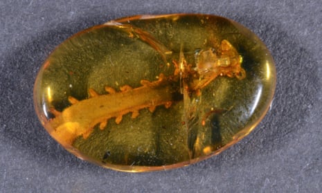 Cretoperipatus burmiticus is the oldest amber-embedded onychophoran known, from approximately 100 million years ago. This specimen was recently discovered in an amber deposit in northern Myanmar.