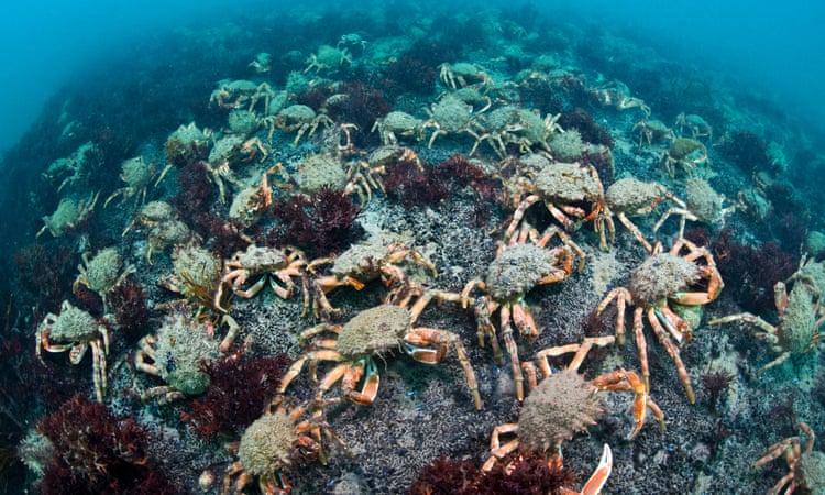Spider crabs swarm Cornish beaches as sea temperatures rise