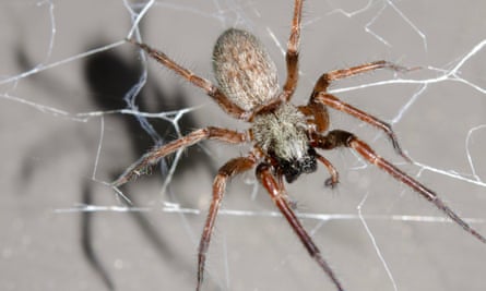 Exotic spiders flourishing in Britain as new jumping species found in ...