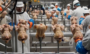Workers process chickens at a plant in Fremont, US