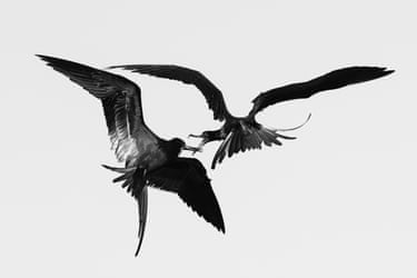 Two mangificent frigatebirds squabbling in flight