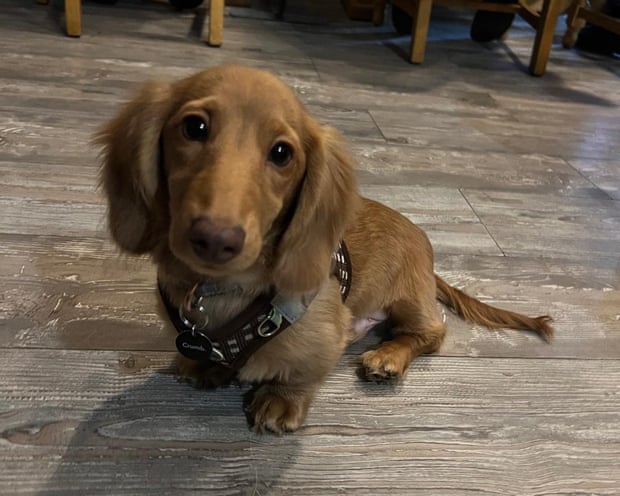 Arnie, four months old, at Westcliff