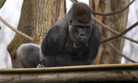 London zoo’s silverback gorilla Kumbuka