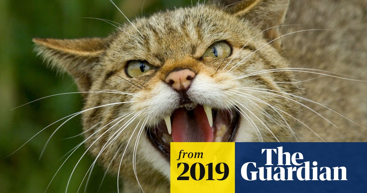 Scottish wildcat on verge of extinction, report finds | Scotland | The