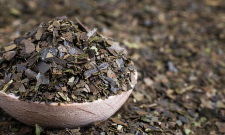 Ayahuasca Guayusa dry tea leaves in wooden spoon