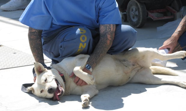 Astra, a deaf labrador-Australian cattle dog mix, with Paws For Life program inmates.
