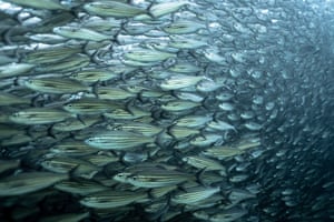 Um cardume de peixes