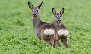 the week in wildlife