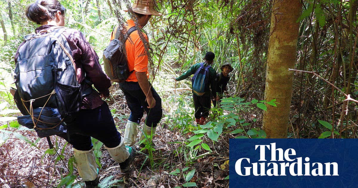 По малко от 150 малайски тигъра остават в дивата природа Ето