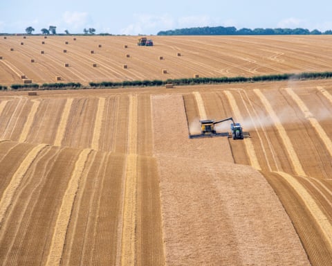 large field of grain being harvested on a sunny day