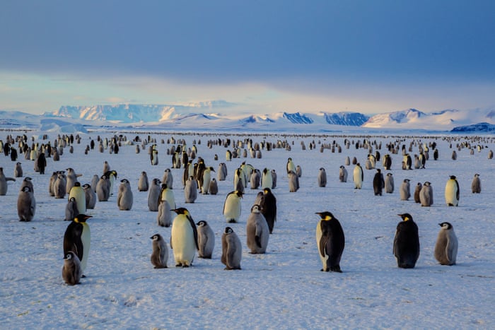 Emperor Penguins Habitat emperor-penguins-habitat