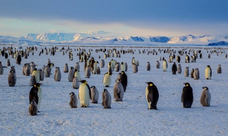 An emperor penguin colony on the frozen Ross Sea, Cape Washington, Antarctica